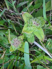 Richardia humistrata