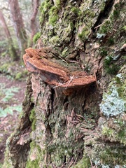 Phellinus piceinus
