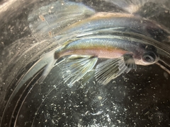 Gyre Flyingfish photo 2