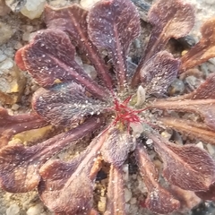 Chorizanthe fimbriata