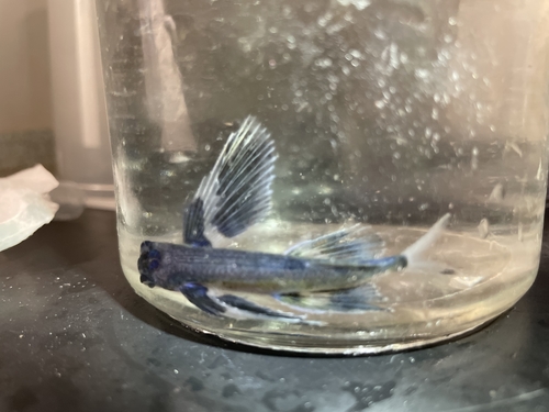 Bigwing flyingfish (Prognichthys glaphyrae) — Exocoetidae — 3