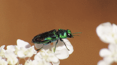 Bilyaxia