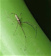 Tetragnatha elongata