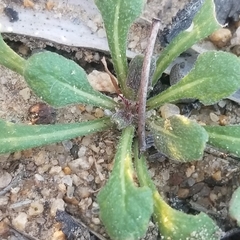 Chorizanthe fimbriata