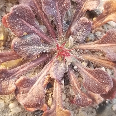 Chorizanthe fimbriata