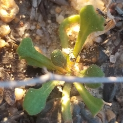 Chorizanthe fimbriata