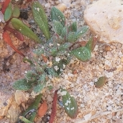 Chorizanthe procumbens