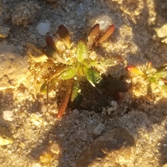 Chorizanthe procumbens