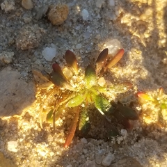 Chorizanthe procumbens