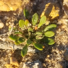 Chorizanthe procumbens
