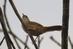 Phacellodomus rufifrons