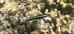 Thalassoma