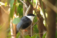 Manacus manacus interior