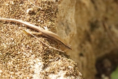 Scincella reevesii