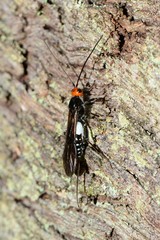 Callibracon capitator