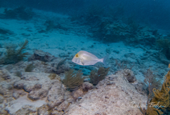 Saucereye Porgy