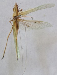 Caulopsis microprora