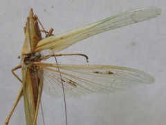 Caulopsis microprora