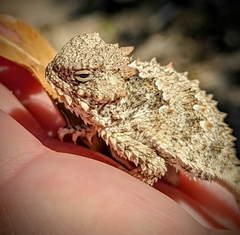 Phrynosoma blainvillii