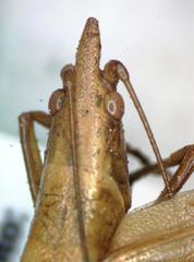 Caulopsis microprora