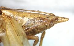Caulopsis microprora