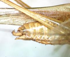 Caulopsis microprora