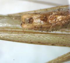 Caulopsis microprora