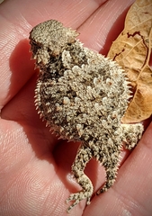 Phrynosoma blainvillii