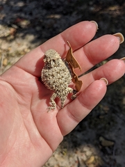 Phrynosoma blainvillii