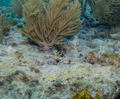 Chain Moray