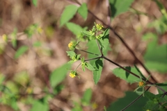 Sigesbeckia orientalis