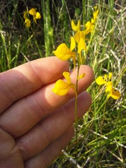 Utricularia juncea