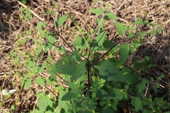 Sigesbeckia orientalis
