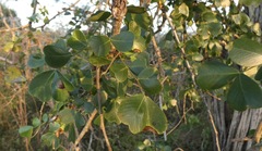 Haematoxylum