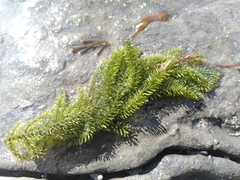 Caulerpa flexilis