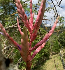 Tillandsia lucida