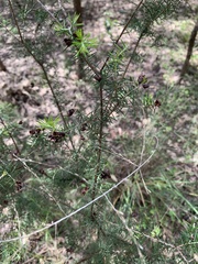 Dillwynia sieberi