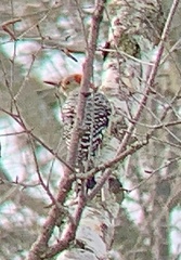 Melanerpes carolinus