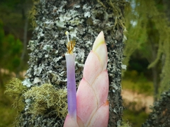 Tillandsia lucida