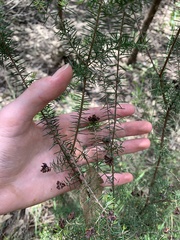 Dillwynia sieberi