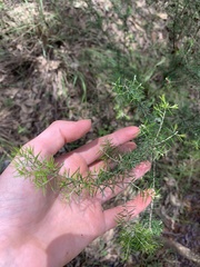 Dillwynia sieberi