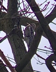 Sphyrapicus varius