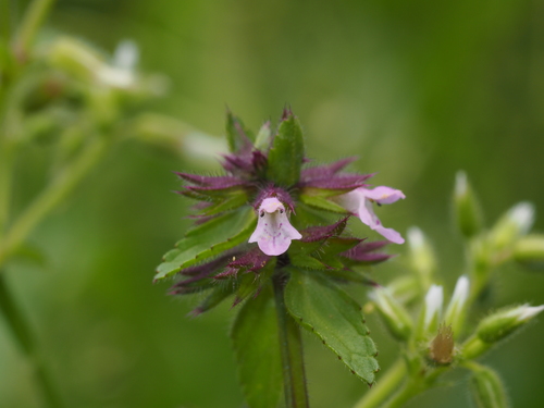 Stachys arvensis