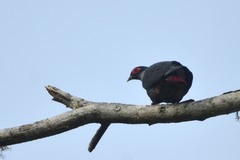 Alectroenas madagascariensis