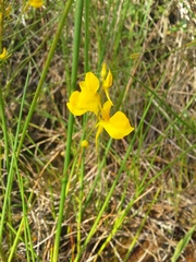 Utricularia juncea