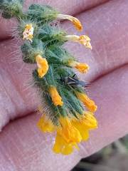 Plagiognathus moerens