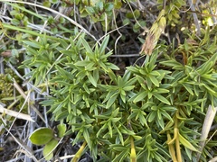 Gentianella vernicosa
