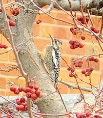 Sphyrapicus varius