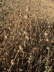 Leucas martinicensis