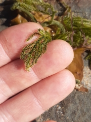 Caulerpa flexilis